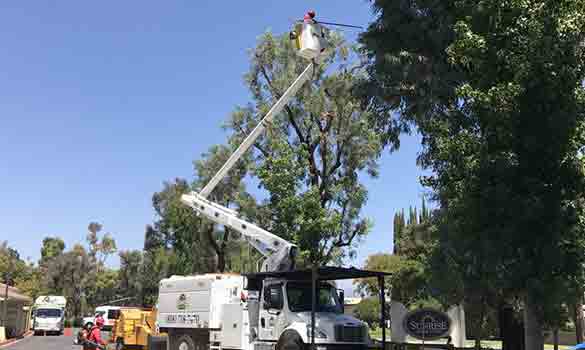 Arborists Woodland Hills CA