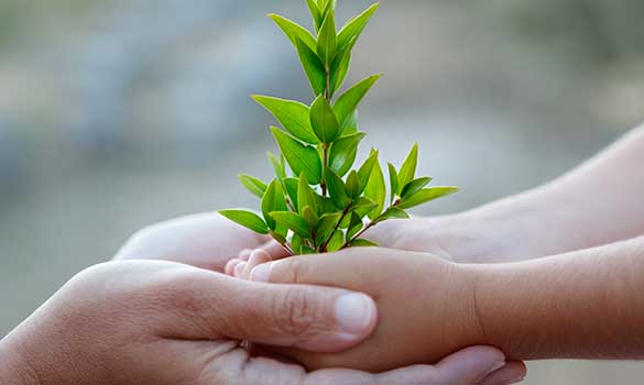 Tree Planting